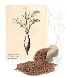 rzodkiew-oleista-jednoroczna-odporna-przedplon-pasza-nawoz-1kg