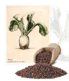 rzepa-samson-kwalifikat-c1-poplon-pasza-zwierzat-pastewna-nasiona-02kg