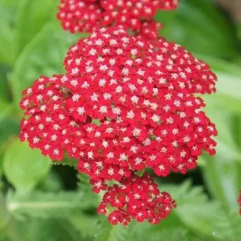 achillea-krwawnik-pospolity-red-velvet-1-szt-bylina-sadzonka-sadzonki