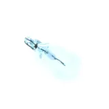 zarowki-halogenowe-philips-w5w-5-w-marka-einparts