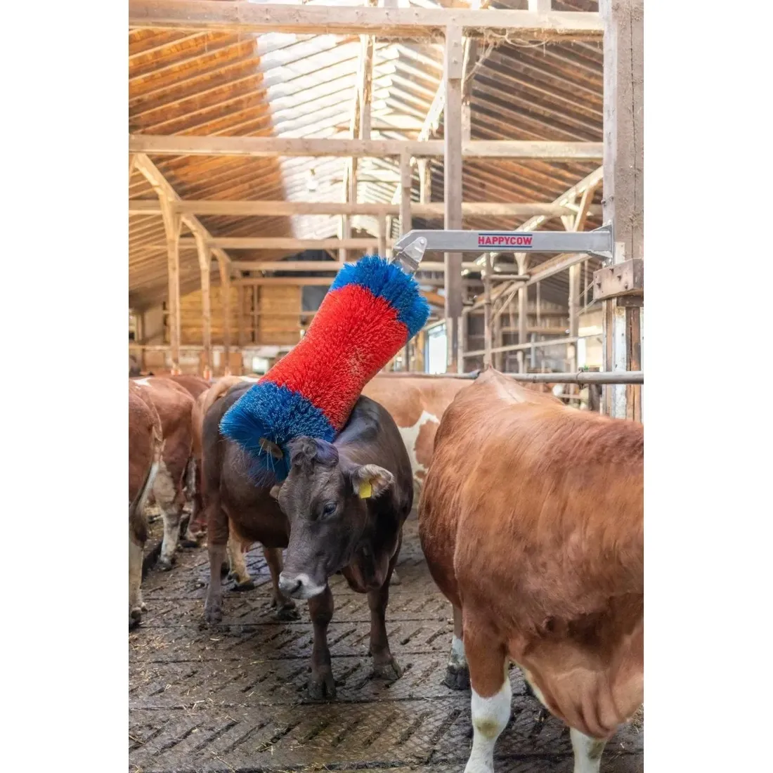 czochradlo-happycow-maxi-kerbl
