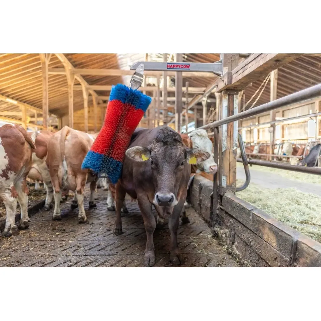 czochradlo-happycow-maxi-kerbl
