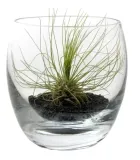 tillandsia-argentea-kompozycja-1