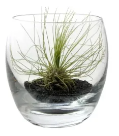 tillandsia-argentea-kompozycja-1