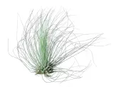 tillandsia-argentea-kompozycja-1-rodzaj-rosliny-inny