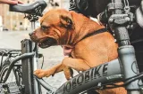 miejski-rower-elektryczny-jobobike-sam-model-jobobike-sam
