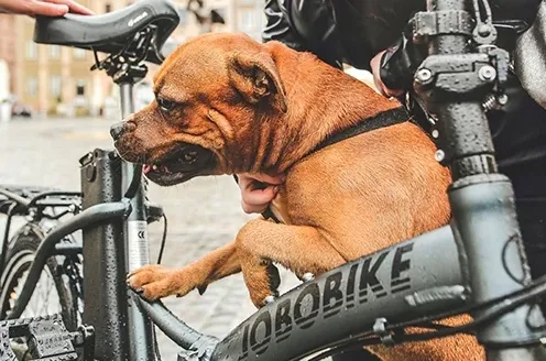 miejski-rower-elektryczny-jobobike-sam-stan-nowy