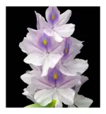 yodeyma-perfuma-temis-100-ml-rodzaj-woda-perfumowana