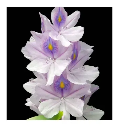 yodeyma-perfuma-temis-100-ml