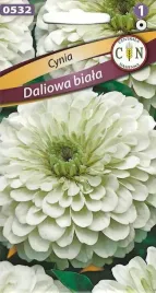 cynia-daliowa-biala-kwiat-pachnie-ciete-motyl-nasiona-1g-zinnia-elegans