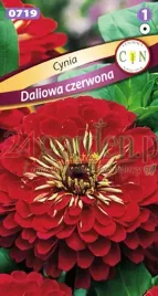 cynia-daliowa-czerwona-przyciaga-motyle-idealna-na-rabaty-nasiona-1g