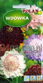 wdowka-mix-kolorow-wabi-motyle-kwiaty-ciete-suszki-rabaty-nasiona-2g