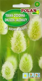 trawa-ozdobna-dmuszek-jajowaty-na-suche-bukiety-trawka-nasiona-05g