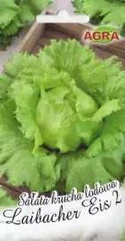 salata-lodowa-krucha-laibacher-eis-2-duze-glowki-odporna-nasiona-salaty-2g
