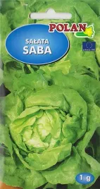salata-saba-duza-delikatna-smaczna-wczesna-plenna-nasiona-salaty-1g