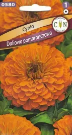 cynia-daliowa-pomaranczowa-kwiat-ciety-kwiaty-kwiatki-nasiona-kwiatow-1g