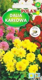 dalia-karlowa-mix-odmian-miododajna-nasiona-2g-dahlia-pinnata-polan