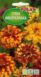 cynia-meksykanska-pomaranczowa-liczne-barwne-skrzynki-grunt-nasiona-1g