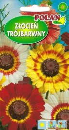 zlocien-trojbarwny-kwiat-ciety-wazon-rabaty-nasiona-kwiatow-1g