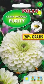 cynia-daliowa-purity-biala-duze-16cm-kwiaty-kwiatki-nasiona-kwiatow-12g