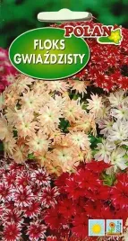 floks-gwiazdzisty-mix-skalniaki-ciety-kwiat-kwiaty-nasiona-kwiatow-05g