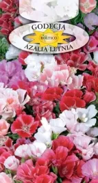 godecja-obficie-kwitnie-na-rabaty-kwiat-ciety-skalniaki-nasiona-1g