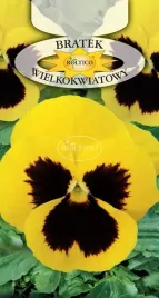 bratek-wielokwiatowy-zolty-z-plamka-kwiat-kwiaty-nasiona-kwiatow-05g