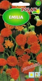 emilia-cynobrowa-kwitnie-obficie-cale-lato-rabaty-kwiat-ciety-nasiona-03g