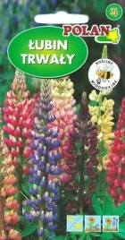 lubin-trwaly-russel-mix-80-100cm-klosy-kwiaty-ciete-rabaty-nasiona-2g