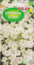 gipsowka-letnia-biala-suche-kwiaty-na-suche-bukiety-kwiat-nasiona-2g