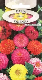 dalia-zmienna-mix-kolorow-rabata-balkon-kwiaty-kwiatki-nasiona-kwiatow-1g