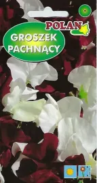 groszek-pachnacy-pnacy-night-and-day-roslina-pnaca-kwiat-kwiaty-nasiona-2g