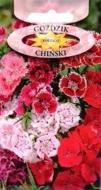 gozdzik-chinski-zabki-ciety-mix-kwiaty-nasiona-rabaty-kwietniki-kwiat-1g