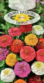cynia-daliowa-liliput-mix-karlowa-kwiaty-kwiatki-kwiat-nasiona-kwiatow-05g