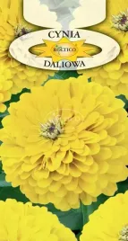 cynia-daliowa-zolta-przyciaga-motyle-kwiat-kwiaty-nasiona-kwiatow-1g