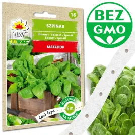 szpinak-matador-witaminy-smak-nasiona-na-tasmie-6m-spinacia-oleracea