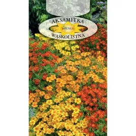 aksamitka-waskolistna-talizman-mix-kolorow-nasiona-drobnych-kwiatow-03g