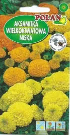 aksamitka-niska-kwiat-zlota-zolta-kwiaty-kwiatow-nasiona-aksamitki-05g