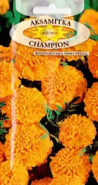 aksamitka-rozpierzchla-niska-pelna-champion-pomaranczowa-nasiona-03g