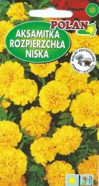 aksamitka-rozpiechla-niska-pelna-zolta-kwiaty-nasiona-aksamitki-1g