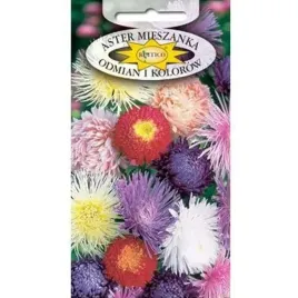 aster-chinski-mieszanka-odmian-i-kolorow-rabaty-kwiat-ciety-nasiona-1g