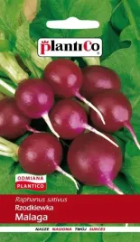 rzodkiewka-malaga-fioletowa-delikatna-odporna-plenna-nasiona-nasionka-5g