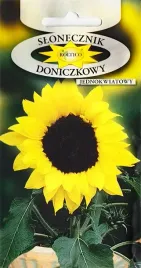 slonecznik-doniczkowy-ozdobny-jednokwiatowy-nasiona-slonecznika-1g