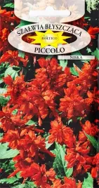 szalwia-blyszczaca-niska-rabaty-kwietnik-skrzynie-na-balkon-nasiona-05g