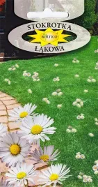 stokrotka-lakowa-na-trawniki-kwiaty-do-trawy-ozdobne-ogrodowe-nasiona-02g