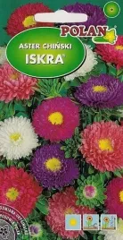 aster-wysoki-polpelny-mix-na-kwiat-ciety-rabaty-nasiona-nasionka-1g