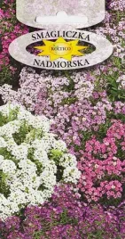 smagliczka-nadmorska-miododajny-kwiat-nasiona-kwiatow-smagliczki-05g