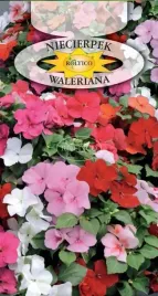 niecierpek-waleriana-mix-kolorow-na-balkon-rabaty-kwietniki-nasiona-01g