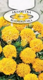 aksamitka-rozpierzchla-zolta-rabaty-obwodki-balkony-nasiona-kwiatow-1g