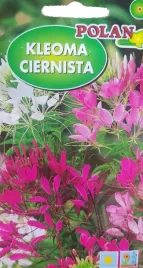 kleoma-ciernista-mix-kolorow-odmian-80-120cm-rabaty-kwiat-ciety-nasiona-1g